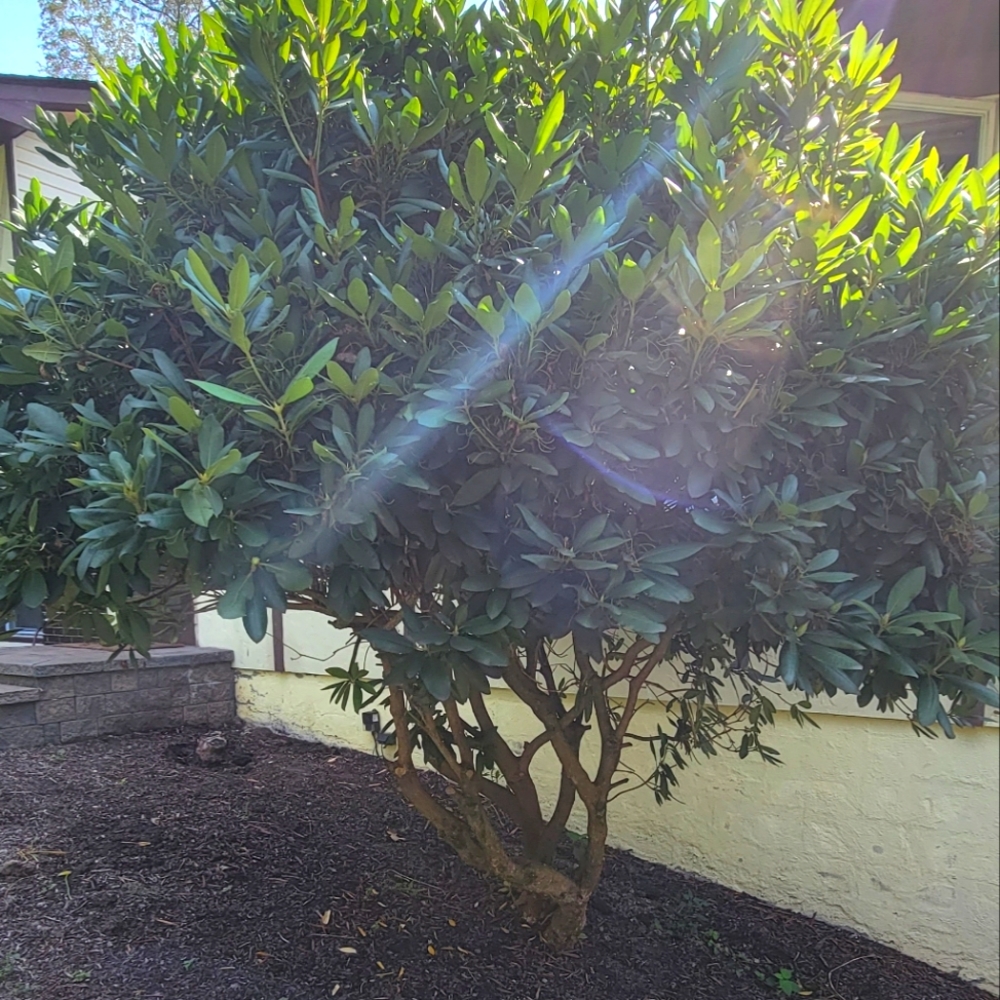 Rhododendron Tree